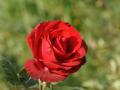 Rote Rose rouge