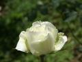 Belle rose blanche