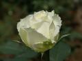 Belle rose blanche