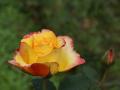 Rose jaune-orange