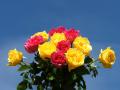Pink yellow roses