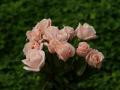 pink roses wallpaper