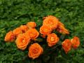 orange roses wallpaper