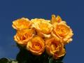 Wallpaper yellow roses