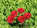 Wallpaper red roses