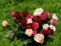 dark red roses, pink roses bouquet desktop background