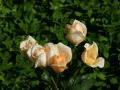 peach roses bouquet