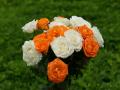 orange and white roses