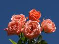 pink roses - rose bouquets wallpaper
