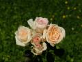 pink roses - rose bouquets wallpaper