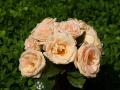 pink roses - rose bouquets wallpaper