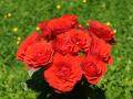 red roses bouquets wallpaper