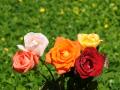 colorful roses bouquet