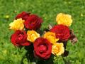 beautiful red and yellow rose bouquets