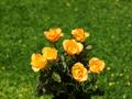 yellow rose bouquets wallpaper