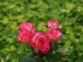 white roses, red roses, apricot roses, pink roses - rose bouquets wallpaper
