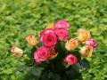 Hintergrundbilder Rosenstrauss Rosa, rote, weisse Rosen