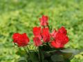 white roses, red roses, apricot roses, pink roses - rose bouquets wallpaper