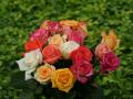 white roses, red roses, apricot roses, pink roses - rose bouquets wallpaper