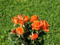 white roses, red roses, apricot roses, pink roses - rose bouquets wallpaper