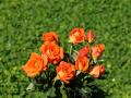 white roses, red roses, apricot roses, pink roses - rose bouquets wallpaper