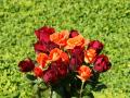 white roses, red roses, apricot roses, pink roses - rose bouquets wallpaper