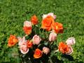 white roses, red roses, apricot roses, pink roses - rose bouquets wallpaper