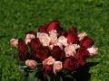 Hintergrundbilder Rosenstrauss Rosa, rote, weisse Rosen