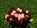 white roses, red roses, apricot roses, pink roses - rose bouquets wallpaper