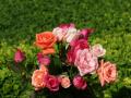 white roses, red roses, apricot roses, pink roses - rose bouquets wallpaper