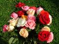 white roses, red roses, apricot roses, pink roses - rose bouquets wallpaper