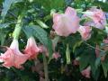 Flores tropicales
