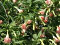Flores tropicales
