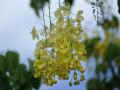 Flores tropicales