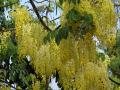 Flores tropicales