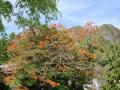Flores tropicales