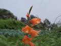 Gladiolo naranja