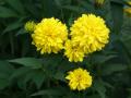 Flores tropicales