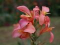 Flores tropicales