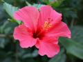 Hibisco rosada