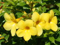 Flores tropicales