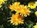 Flores tropicales