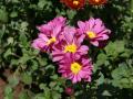 Flores tropicales