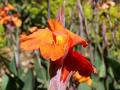 Flores tropicales
