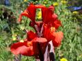 Flores tropicales