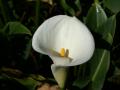 Flor de cartucho blanco
