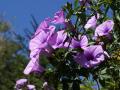 Flores tropicales