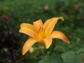 Flores tropicales