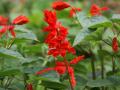 Flores tropicales