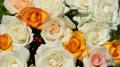 Belles roses blanches et rosées